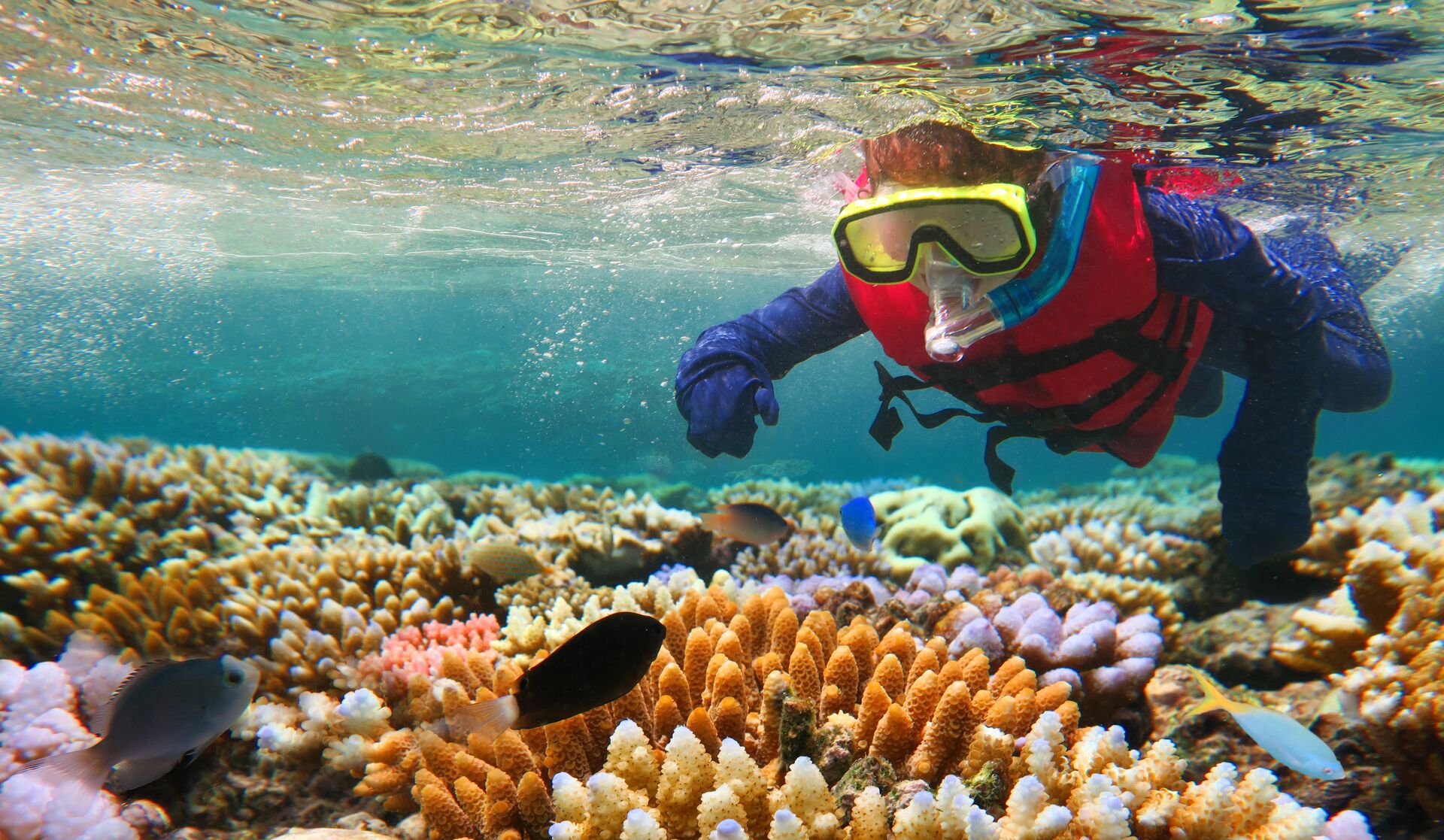 A person snorkeling on a coral reef. 